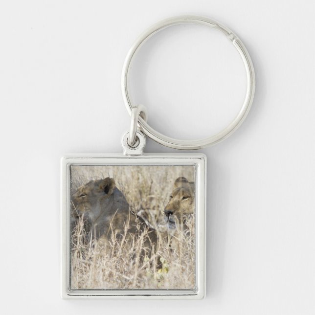 Two lions hidden in dry grass, Kruger National Keychain (Front)