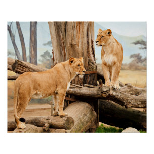 Two Lions Poster