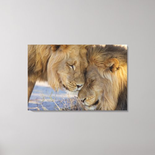 Two Lions rubbing each other Canvas Print