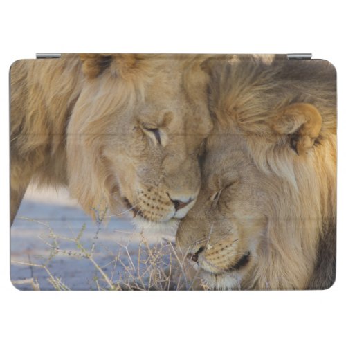 Two Lions rubbing each other iPad Air Cover