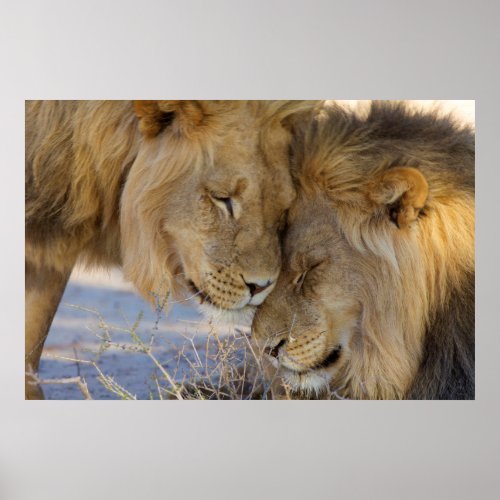 Two Lions rubbing each other Poster