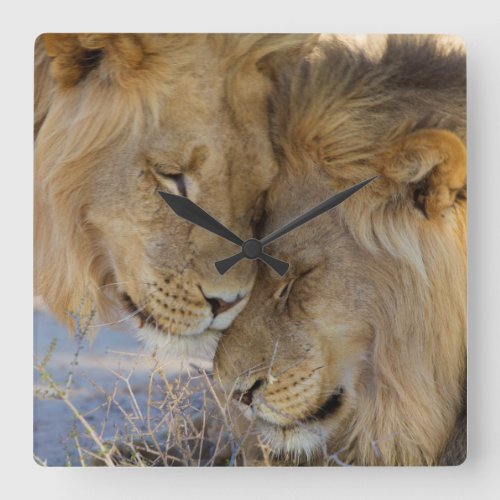 Two Lions rubbing each other Square Wall Clock