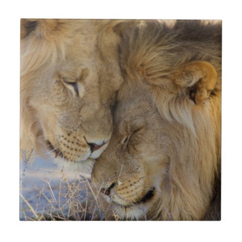 Two Lions rubbing each other Tile