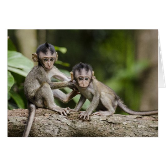 Two Little Monkeys Cards (Front Horizontal)