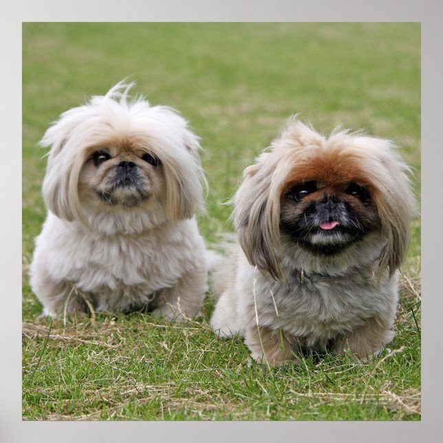 Two Little Pekingese Poster (Front)