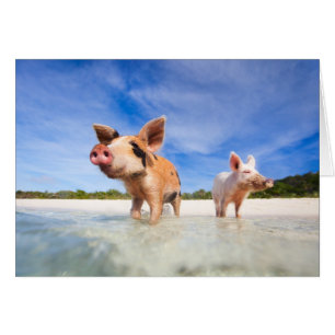 Two little piglets cards