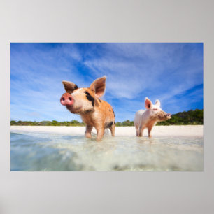 Two little piglets poster