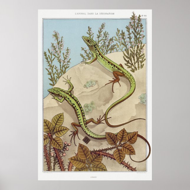 Two Lizards Vintage Illustration Art Poster (Front)