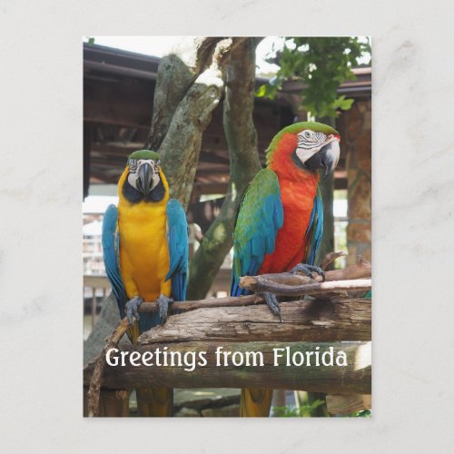 two macaw or parrot birds postcard