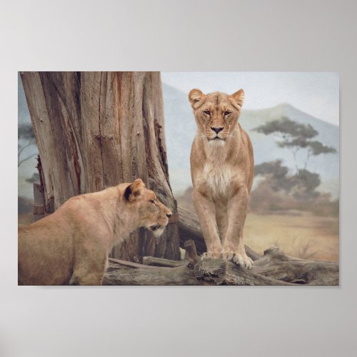 Two Majestic Lions In The WIld Wall Poster