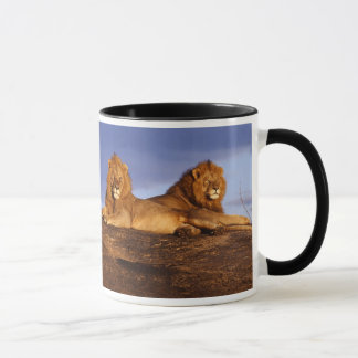 Two Male Lions and Lioness Mug for Leos