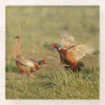 Two male ring-neck pheasants fighting. glass coaster
