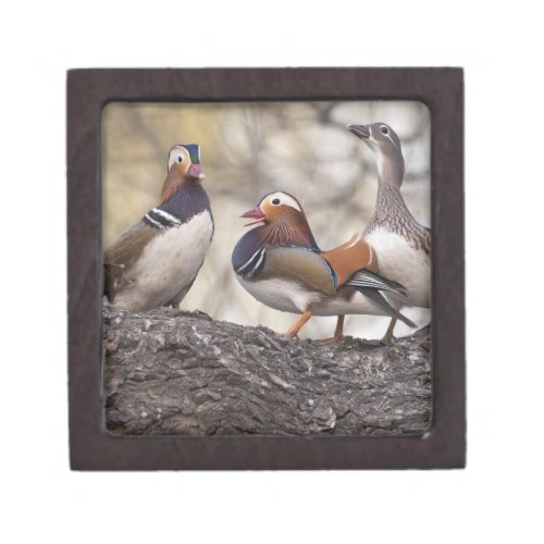 Two males vying for a female Mandarin duck Gift Box