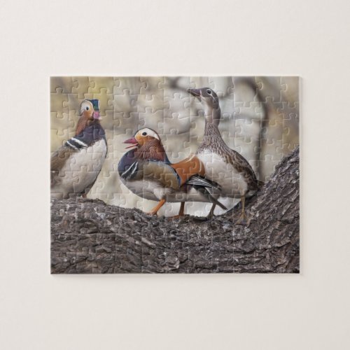 Two males vying for a female Mandarin duck Jigsaw Puzzle