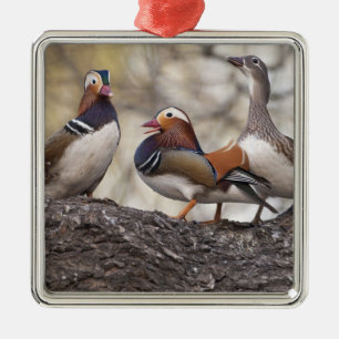 Two males vying for a female Mandarin duck Metal Ornament