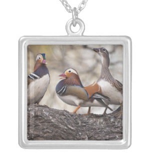 Two males vying for a female Mandarin duck Silver Plated Necklace