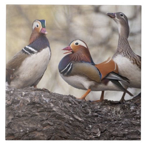 Two males vying for a female Mandarin duck Tile