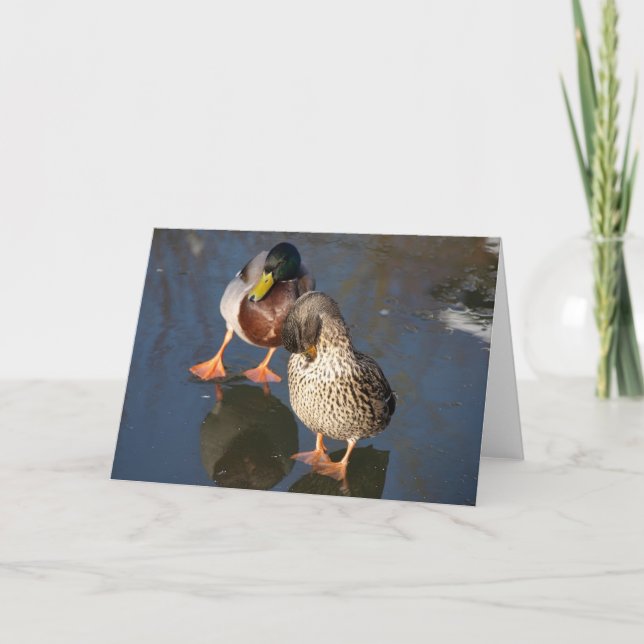 Two Mallard Ducks Greeting Card (Front)