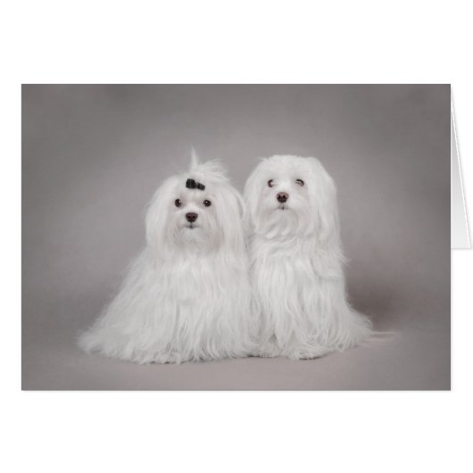 Two Maltese dog Cards (Front Horizontal)