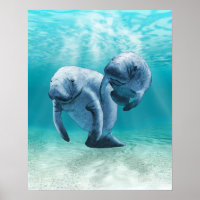 Two Manatees Swimming