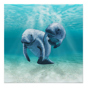 Two Manatees Swimming Poster