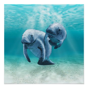 Two Manatees Swimming Poster by BailOutIsland at Zazzle