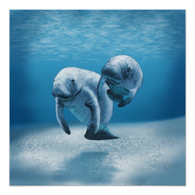 Two Manatees Swimming Poster (Front)