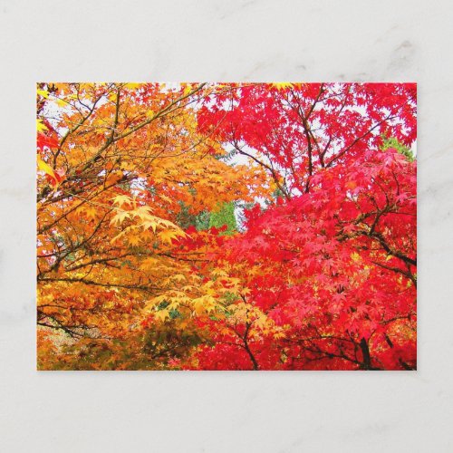 Two Maples in Autumn Postcard