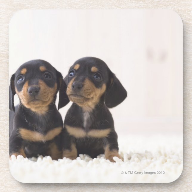 Two Mini Dachshund Sitting Drink Coaster (Front)