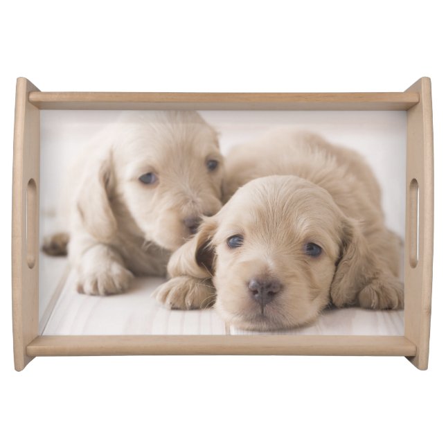 Two Miniature Dachshund Serving Tray (Front)