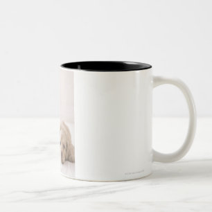 Two Miniature Dachshund Two-Tone Coffee Mug