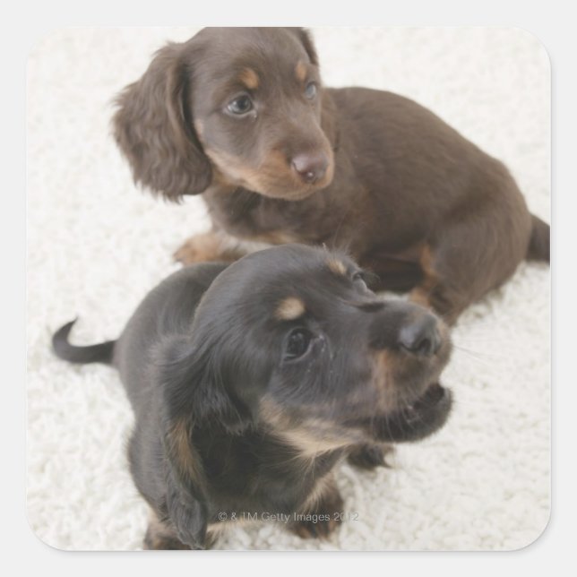 Two Miniature Dachshunds, Studio Shot Square Sticker (Front)
