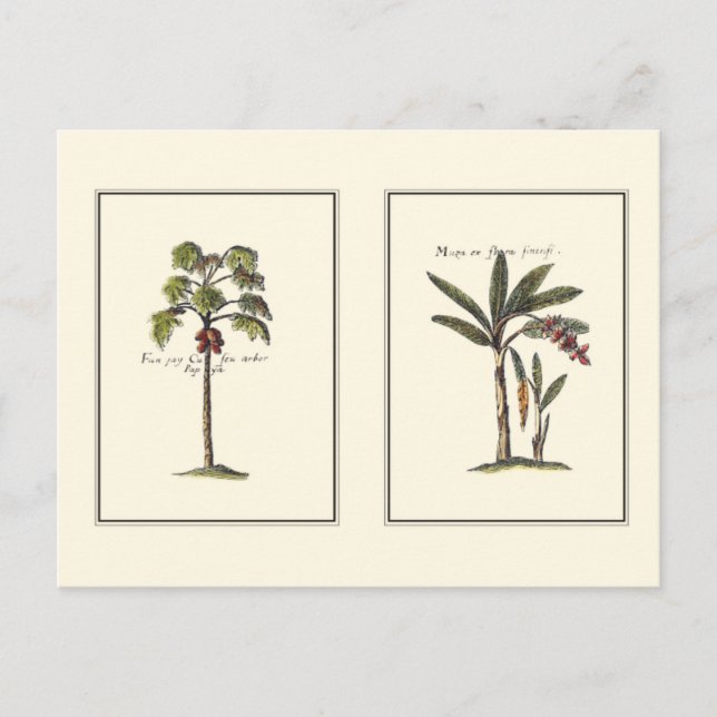 Two Miniature Framed Palm Trees Postcard (Front)
