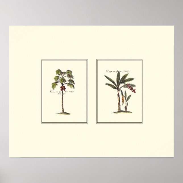 Two Miniature Framed Palm Trees Poster (Front)