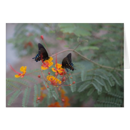 Two Monarch Butterflys Photo Greeting Card (Front Horizontal)