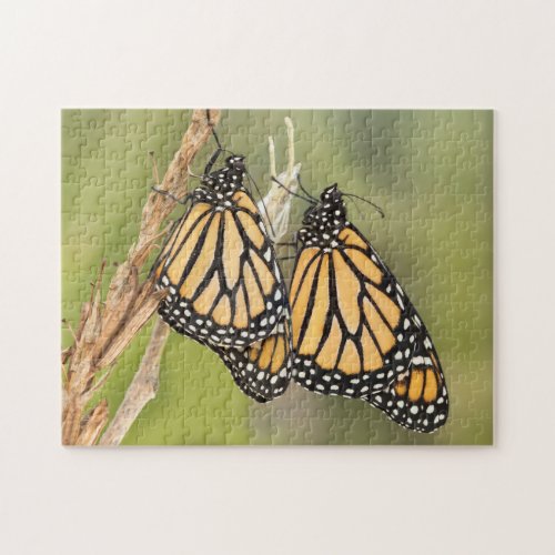 Two Monarch Butterflys Puzzle