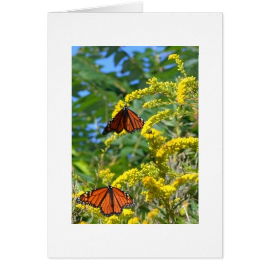 Two Monarchs Cards (Front)