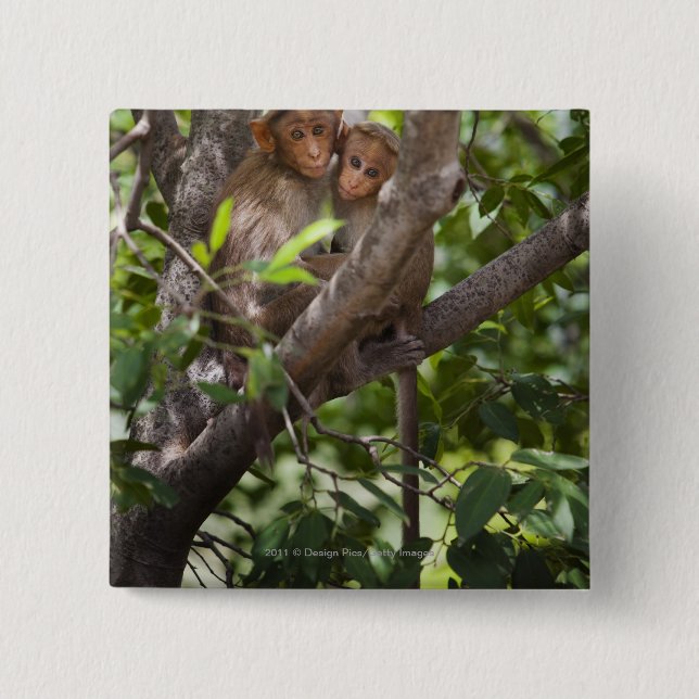 Two Monkeys In A Tree Button (Front)