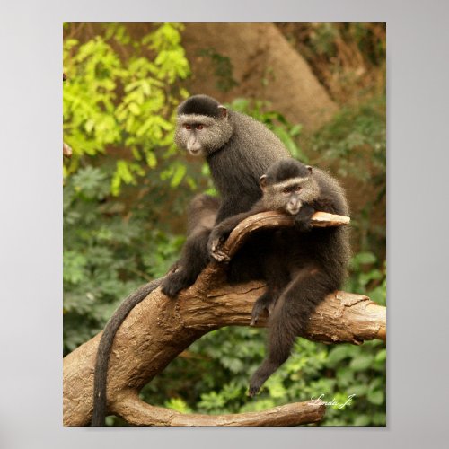 Two Monkeys in a Tree Canvas Print