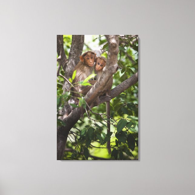Two Monkeys In A Tree Canvas Print (Front)