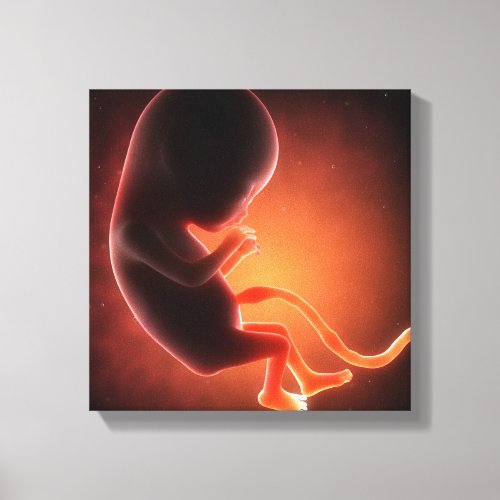 Two Month Old Fetus Canvas Print