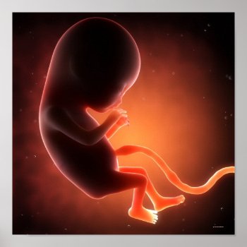 Two Month Old Fetus Poster by prophoto at Zazzle