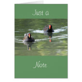 Two Moorhens (Front)