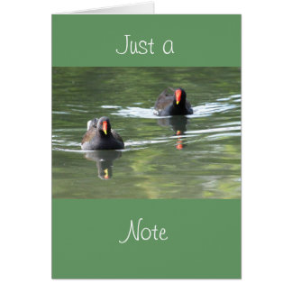 Two Moorhens Cards