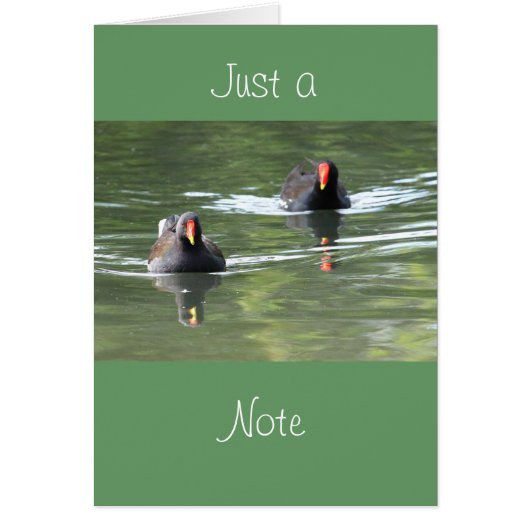 Two Moorhens Cards (Front)