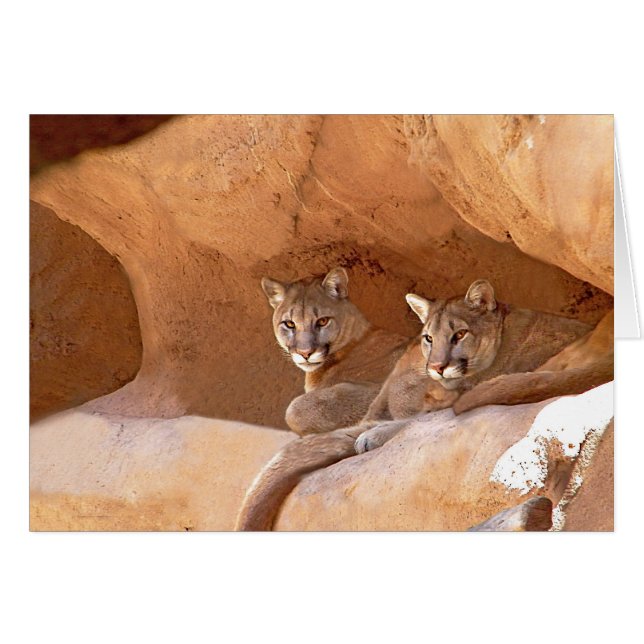 Two Mountain Lions Cards (Front Horizontal)