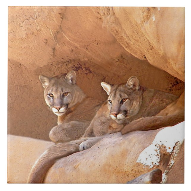 Two Mountain Lions  Ceramic Tile (Front)
