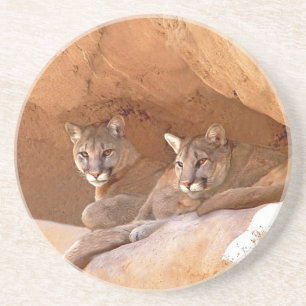 Two mountain lions drink coaster