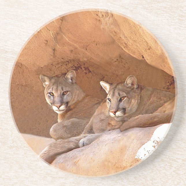 Two mountain lions drink coaster (Front)