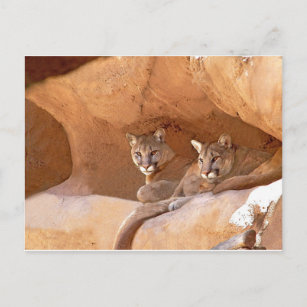 Two mountain lions postcard